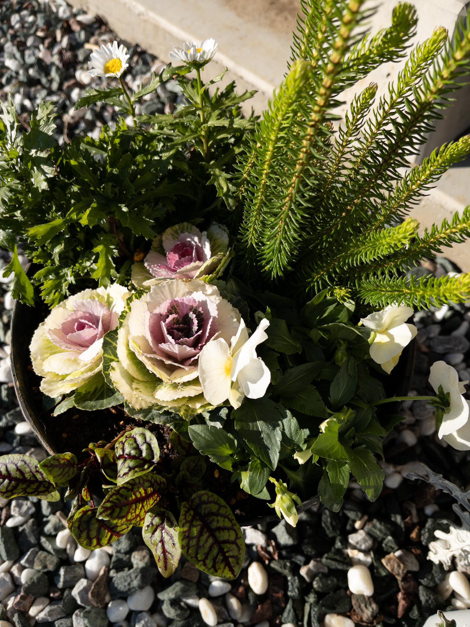 【寄せ植え（冬）】クリスマスからお正月用にへ～んしん☆葉ボタンの組み合わせ。お正月の玄関をおしゃれに仕上げたい。